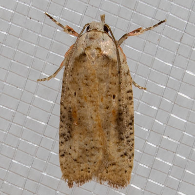 0895 Gorse Tip Moth (Agonopterix nervosa) photo - Joseph V Higbee ...