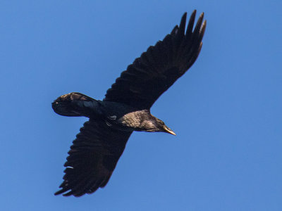 Common Raven