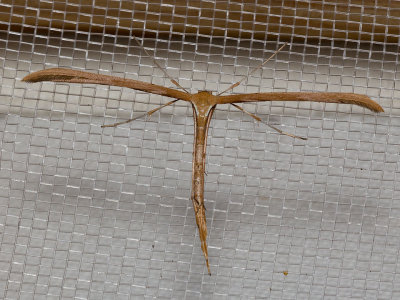 6234 Morning-glory Plume Moth - (Emmelina monodactyla)