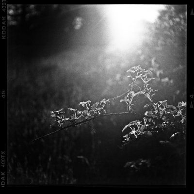 img884 - Copieb.jpg