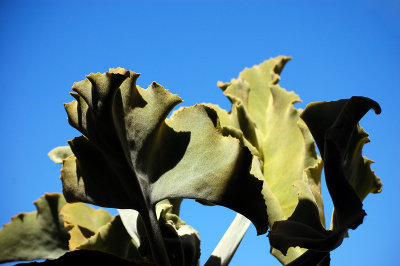 Elephant's ears in our backyard