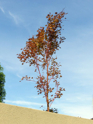 This solitary Tree