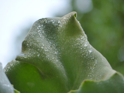 Wet kalanchoe harensis leaf