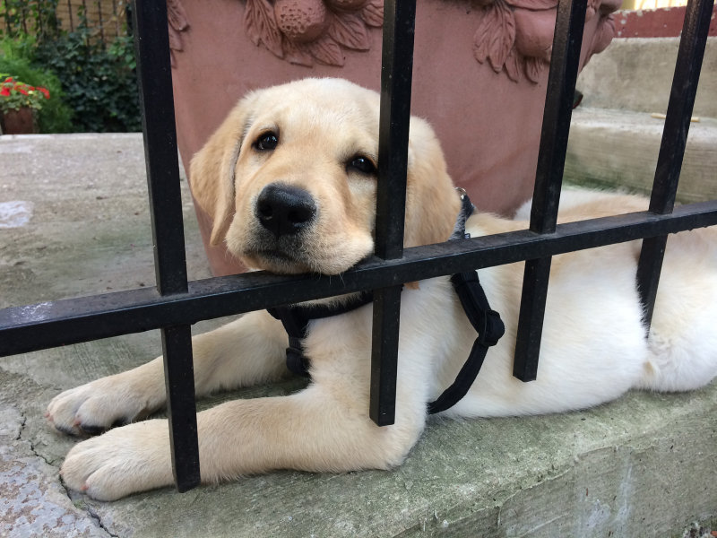 In confinement at 9 weeks old and patiently waiting to explore the outside world once completely vaccinated.