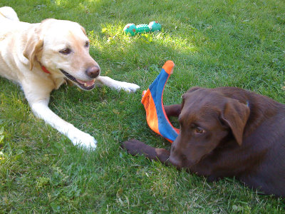Montana and Lucy, Lake Forest, IL 2009