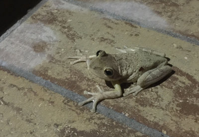 Frog at the Leardo pool