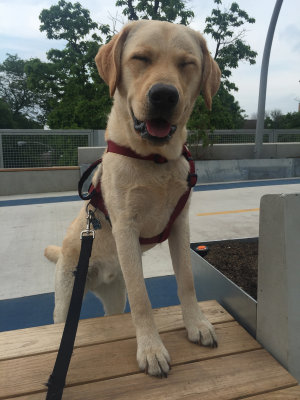 Hamming it up for the camera on the new 606 Trail, June 2015
