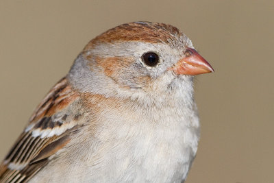 field sparrow 35