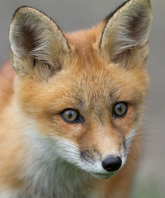 fox cub 64