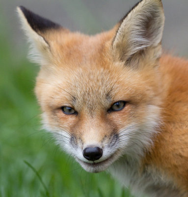 fox cub 65