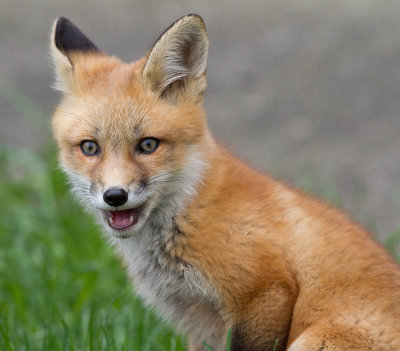 fox cub 66