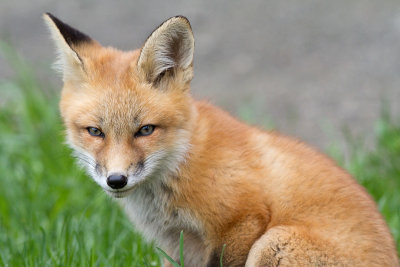 fox cub 69