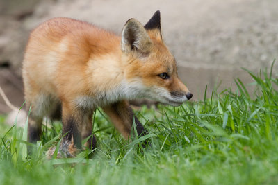 fox cub 70