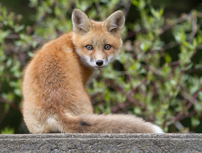 fox cub 71