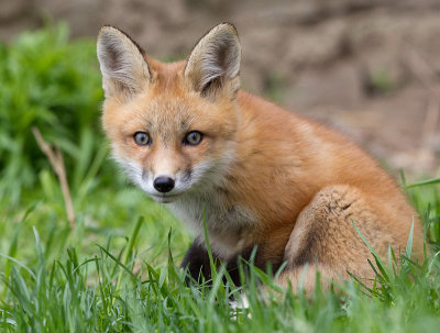 fox cub 79