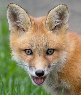 fox cub 82