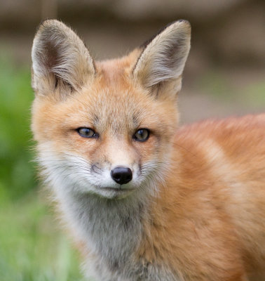 fox cub 83