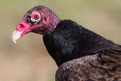 turkey vulture 115
