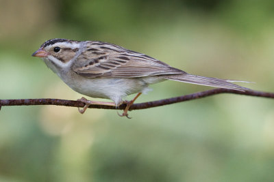 clay-coloured sparrow 2