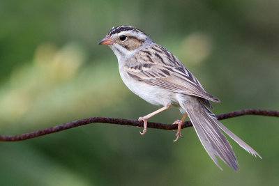 clay-coloured sparrow 3