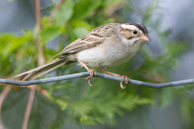 clay-coloured sparrow 5