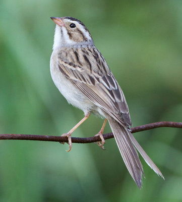 clay-coloured sparrow 6