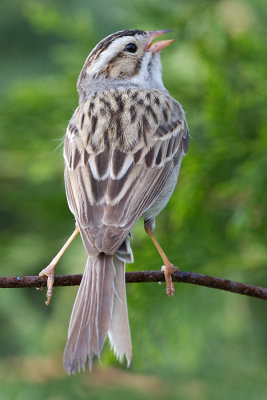 clay-coloured sparrow 7