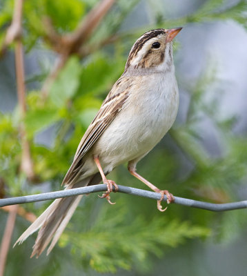 clay-coloured sparrow 9