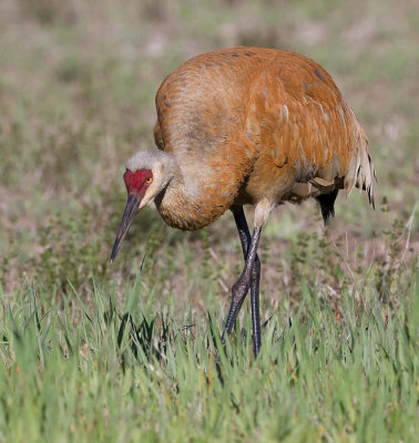 sandhill crane 257