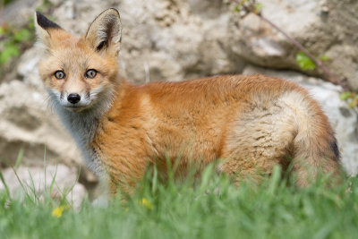 fox cub 85