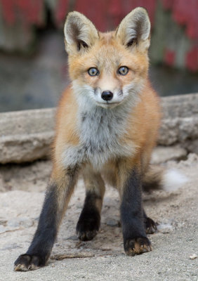 fox cub 86
