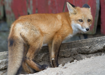 fox cub 87