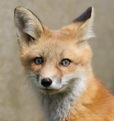 fox cub 88