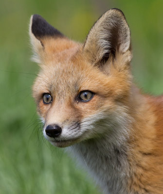 fox cub 89