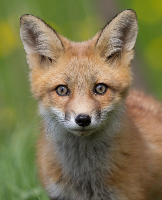 fox cub 91