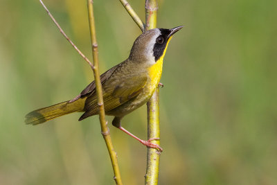 common yellowthroat 16