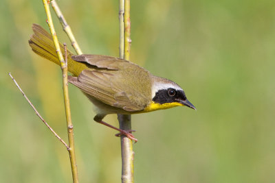 common yellowthroat 18