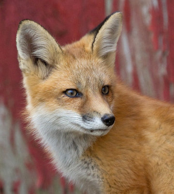 fox cub 92