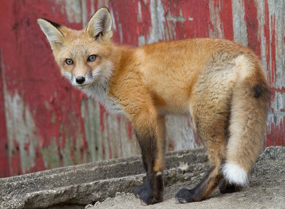 fox cub 93