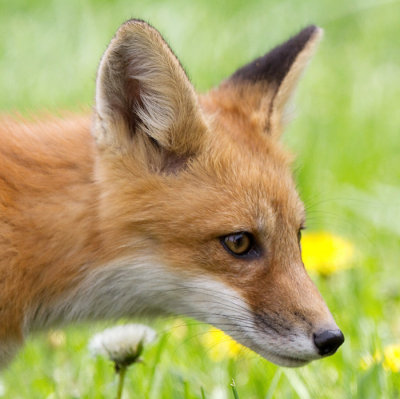 fox cub 94