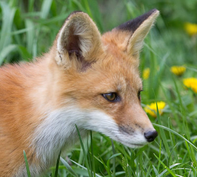 fox cub 97