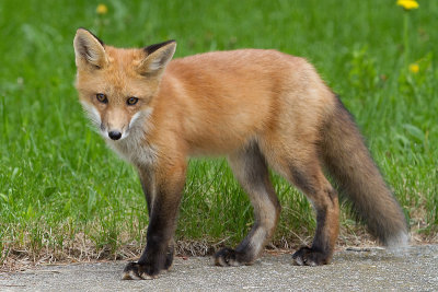 fox cub 98