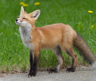fox cub 100