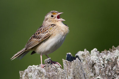 grasshopper sparrow 75