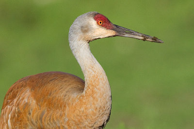 sandhill crane 278