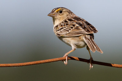 grasshopper sparrow 73