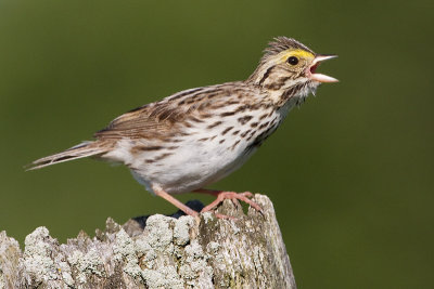 savannah sparrow 71