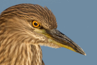 juvenile black-crowned night heron 393