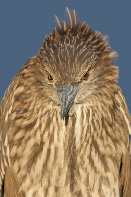 juvenile black-crowned night heron 395