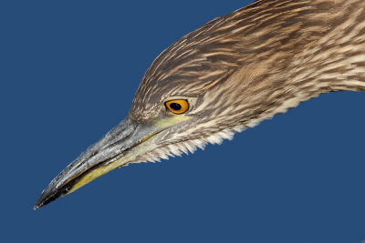 juvenile black-crowned night heron 397